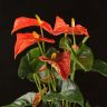 Антуриум Андрианум коралловый D14 фото 5 &mdash; Luxury Plants