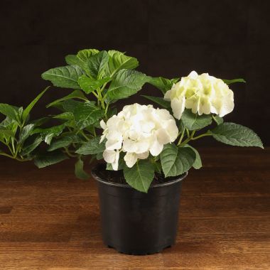Гортензия 30/15 белая &mdash; Luxury Plants