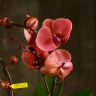 Орхидея Фаленопсис Tablo октобер форест D12 фото 1 &mdash; Luxury Plants