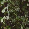 Хедера Хеликс Ева D17 фото 5 &mdash; Luxury Plants