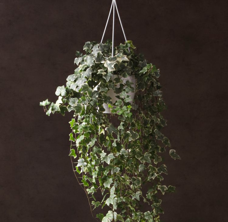 Хедера Хеликс Ева D17 фото 1 &mdash; Luxury Plants