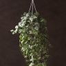 Хедера Хеликс Ева D17 фото 1 &mdash; Luxury Plants