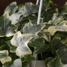 Хедера Хеликс Ева D17 фото 3 &mdash; Luxury Plants