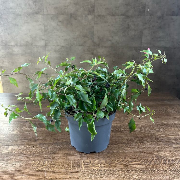 Бугенвиллия пыльно-красная 30/19 отцветшая (уценка) фото 1 &mdash; Luxury Plants