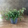 Бугенвиллия пыльно-красная 30/19 отцветшая (уценка) фото 1 &mdash; Luxury Plants