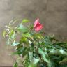 Бугенвиллия пыльно-красная 30/19 отцветшая (уценка) фото 3 &mdash; Luxury Plants