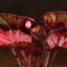 Бегония Maori Haze 20/12 фото 3 &mdash; Luxury Plants