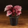 Бегония Maori Haze 20/12 фото 1 &mdash; Luxury Plants