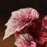 Бегония Maori Haze 20/12 фото 2 &mdash; Luxury Plants