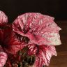 Бегония Maori Haze 20/12 фото 4 &mdash; Luxury Plants