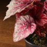 Бегония Maori Haze 20/12 фото 5 &mdash; Luxury Plants
