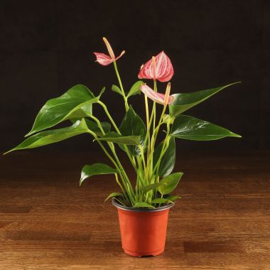 Антуриум Андрианум бело-красный D9 &mdash; Luxury Plants
