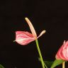 Антуриум Андрианум бело-красный D9 фото 4 &mdash; Luxury Plants