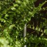 Нефролепис 70/35 фото 4 &mdash; Luxury Plants