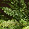 Нефролепис 70/35 фото 5 &mdash; Luxury Plants