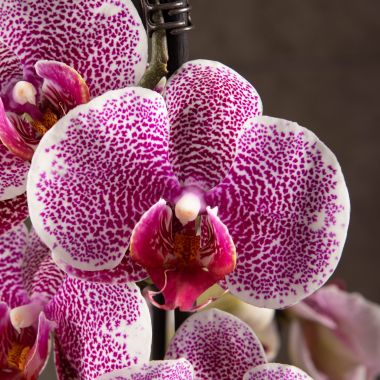 Орхидея Фаленопсис Покер Леопард 2 ст &mdash; Luxury Plants
