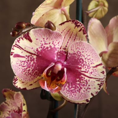 Орхидея Фаленопсис Леко Сфинкс 2ст &mdash; Luxury Plants