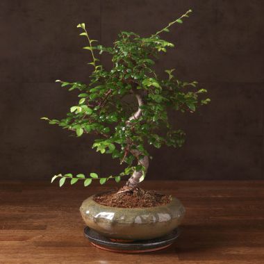 Бонсай Вяз в круглой плошке 40 см &mdash; Luxury Plants