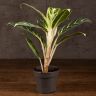Аглаонема Айви Грин 30/12 фото 1 &mdash; Luxury Plants