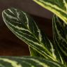 Аглаонема Айви Грин 30/12 фото 3 &mdash; Luxury Plants