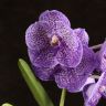 Орхидея Ванда в бокале Шарлотта сиренево-фиолетовая фото 2 &mdash; Luxury Plants