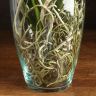 Орхидея Ванда в бокале Шарлотта сиренево-фиолетовая фото 3 &mdash; Luxury Plants
