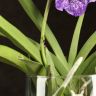 Орхидея Ванда в бокале Шарлотта сиренево-фиолетовая фото 4 &mdash; Luxury Plants