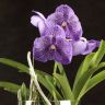 Орхидея Ванда в бокале Шарлотта сиренево-фиолетовая фото 5 &mdash; Luxury Plants