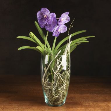 Орхидея Ванда в бокале Шарлотта сиренево-фиолетовая &mdash; Luxury Plants