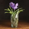 Орхидея Ванда в бокале Шарлотта сиренево-фиолетовая фото 1 &mdash; Luxury Plants