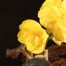 Бегония Остикейд Твайлайт Мун (цветущая) 25/12 фото 2 &mdash; Luxury Plants