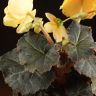 Бегония Остикейд Твайлайт Мун (цветущая) 25/12 фото 3 &mdash; Luxury Plants