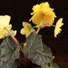 Бегония Остикейд Твайлайт Мун (цветущая) 25/12 фото 4 &mdash; Luxury Plants
