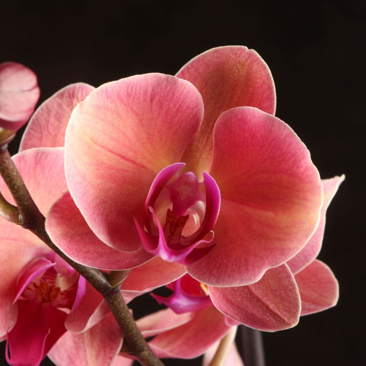 Орхидея Фаленопсис Октобер Форест D9 фото 1 &mdash; Luxury Plants