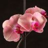 Орхидея Фаленопсис Октобер Форест D9 фото 3 &mdash; Luxury Plants