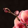 Орхидея Фаленопсис Октобер Форест D9 фото 5 &mdash; Luxury Plants