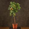 Каламондин на штамбе 140/26 фото 1 &mdash; Luxury Plants