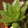 Композиция из суккулентов в терракотовом кашпо 20/20 фото 2 &mdash; Luxury Plants