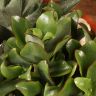 Композиция из суккулентов в терракотовом кашпо 20/20 фото 3 &mdash; Luxury Plants