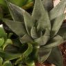 Композиция из суккулентов в терракотовом кашпо 20/20 фото 4 &mdash; Luxury Plants