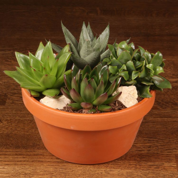 Композиция из суккулентов в терракотовом кашпо 20/20 фото 1 &mdash; Luxury Plants