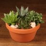 Композиция из суккулентов в терракотовом кашпо 20/20 фото 1 &mdash; Luxury Plants