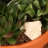 Композиция из суккулентов в терракотовом кашпо 20/20 фото 5 &mdash; Luxury Plants