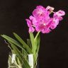 Орхидея Ванда в бокале Шарлотта розово-белая фото 4 &mdash; Luxury Plants