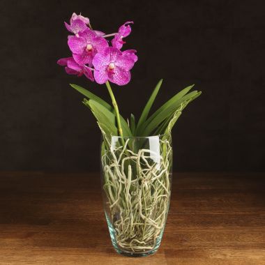Орхидея Ванда в бокале Шарлотта розово-белая &mdash; Luxury Plants