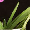 Орхидея Ванда в бокале Шарлотта розово-белая фото 5 &mdash; Luxury Plants