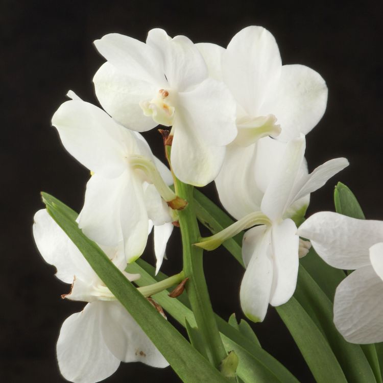Орхидея Ванда в бокале Шампань белая фото 1 &mdash; Luxury Plants