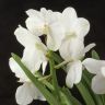 Орхидея Ванда в бокале Шампань белая фото 1 &mdash; Luxury Plants