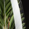 Орхидея Ванда в бокале Шампань белая фото 5 &mdash; Luxury Plants