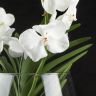 Орхидея Ванда в бокале Шампань белая фото 3 &mdash; Luxury Plants